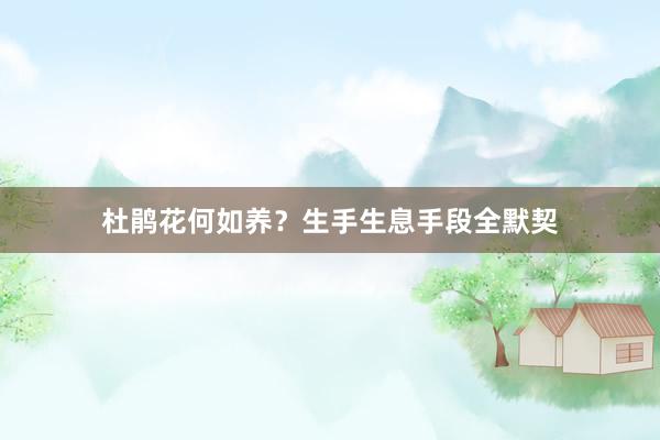 杜鹃花何如养？生手生息手段全默契